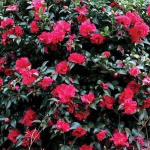 October Magic Ruby Camellia
