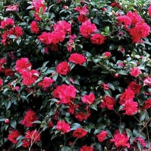 October Magic Ruby Camellia
