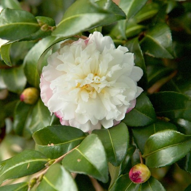 October Magic Snow Camellia | Amazing White Blooms - PlantingTree