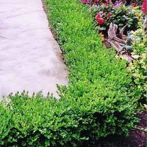 Green Velvet Boxwood 