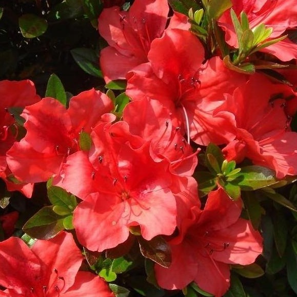 Orange Macrantha Azalea 