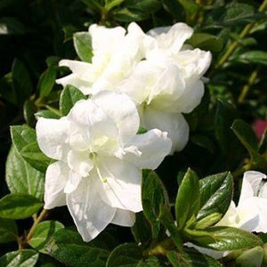 Autumn Moonlight Encore Azalea