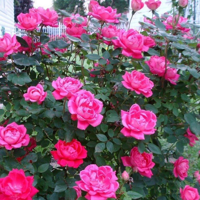 Image of Roses pink bush