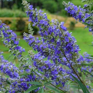 Delta Blues Chastetree