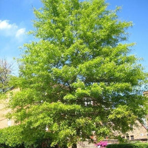 Tulip Poplar 