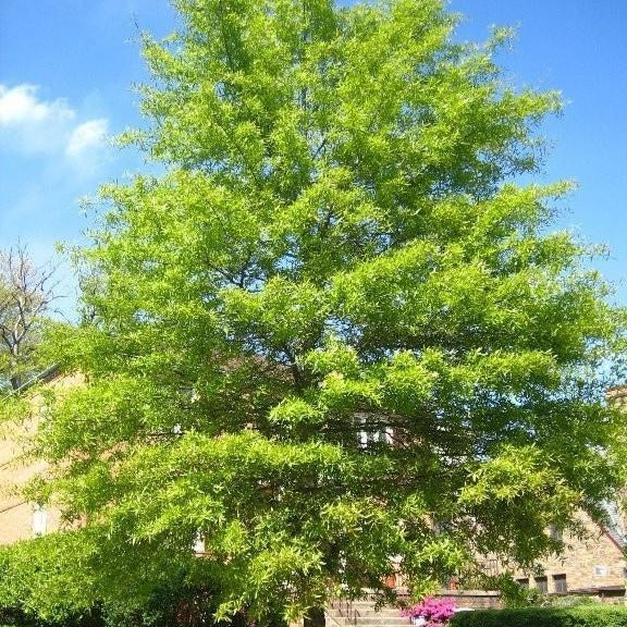 Tulip Poplar 
