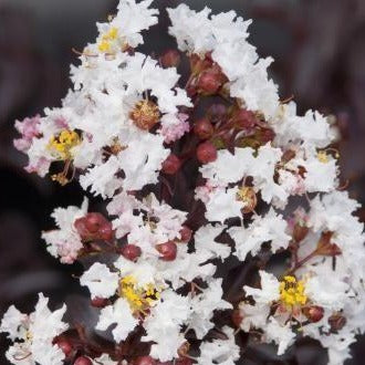 Moonlight Magic Crape Myrtle