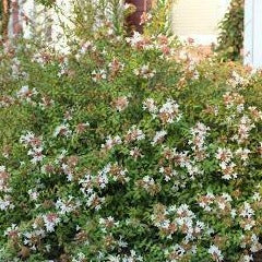 Little Richard Abelia