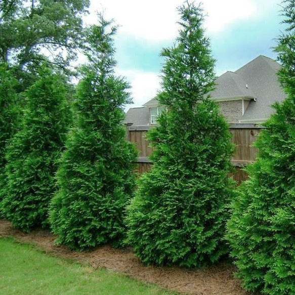 Thuja Green Giant | Thuja Green Giant Sale PlantingTree