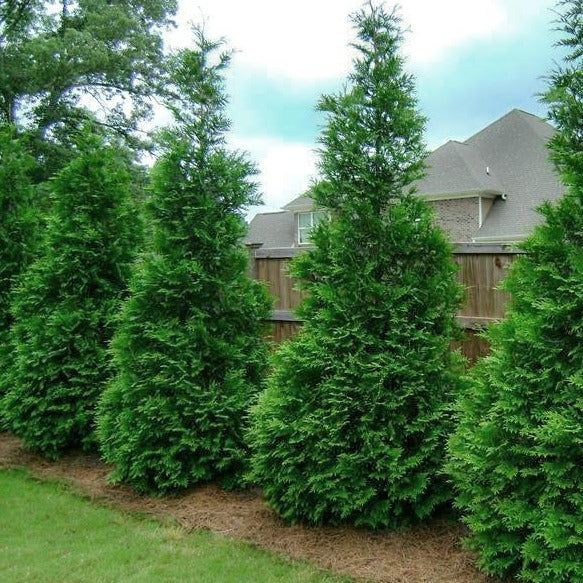 Thuja Green Giant | Thuja Green Giant For Sale - PlantingTree