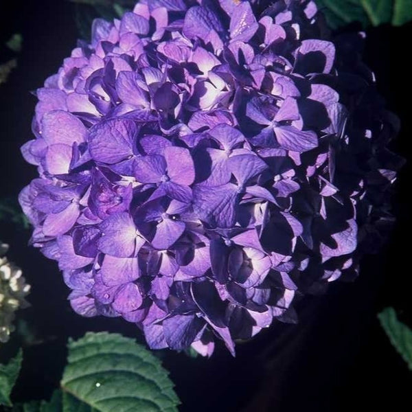 Bloomstruck Hydrangea
