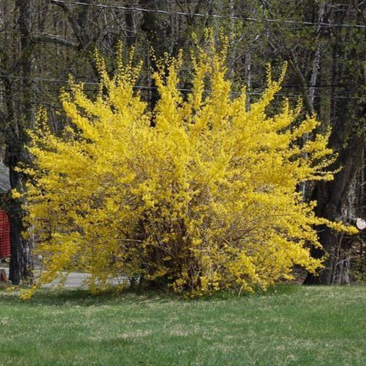 Lynwood Gold Forsythia Yellow FastGrowing Shrub PlantingTree