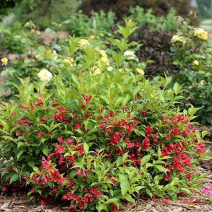 Sonic Bloom Red Weigela