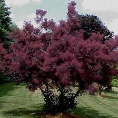 smoke tree seed pod Royal Purple Smoke Tree