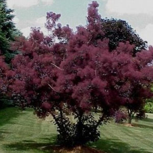 Royal Purple Smoke Tree