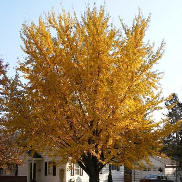 gingko house plant - 6-7 Ft