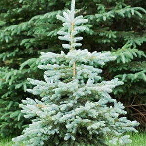 Dwarf Colorado Wonder Blue Spruce