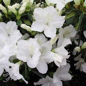 Delaware Valley White Azalea