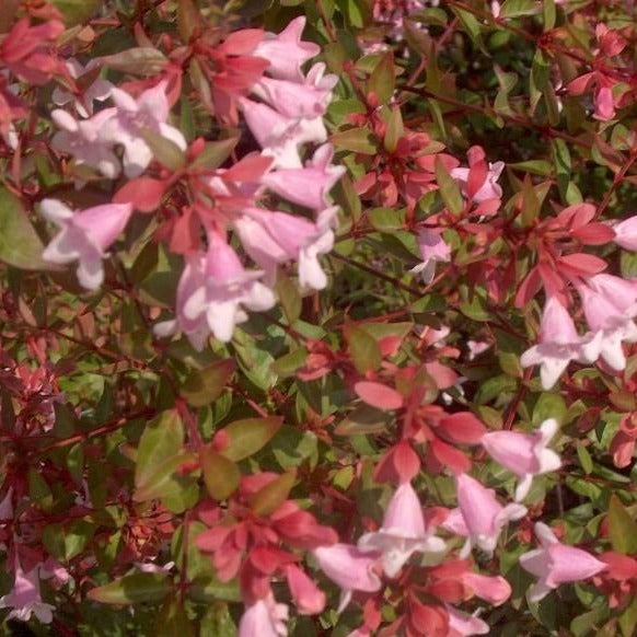 Edward Goucher Abelia