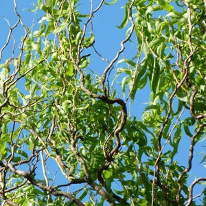 Corkscrew Willow