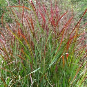 Shenandoah Switch Grass