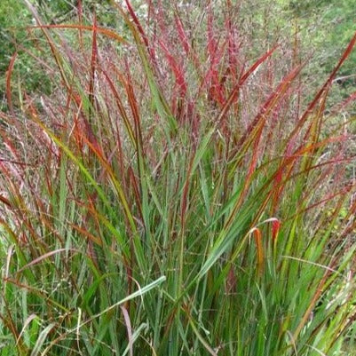 Shenandoah Switch Grass