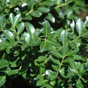 Compact Japanese Holly