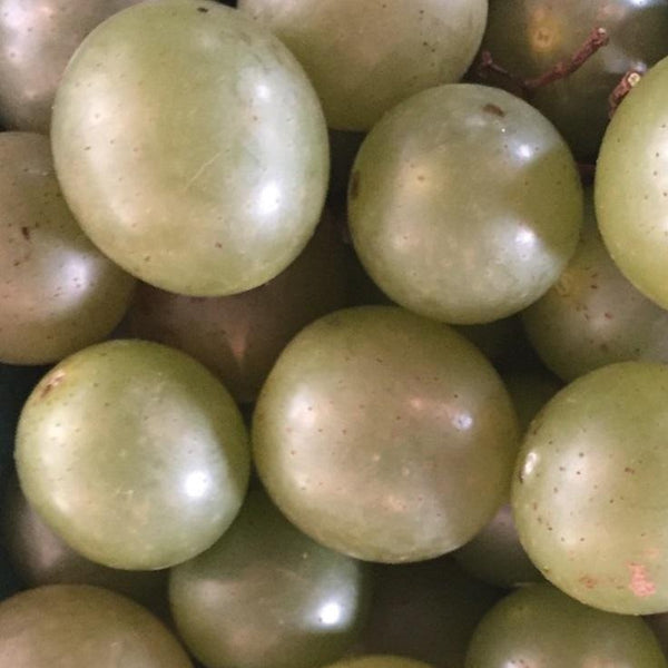 Scuppernong Grape Vine