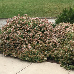 Rose Creek Abelia 
