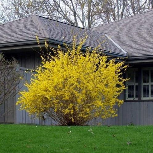 Lynwood Gold Forsythia