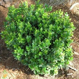 Baby Gem Boxwood for Sale