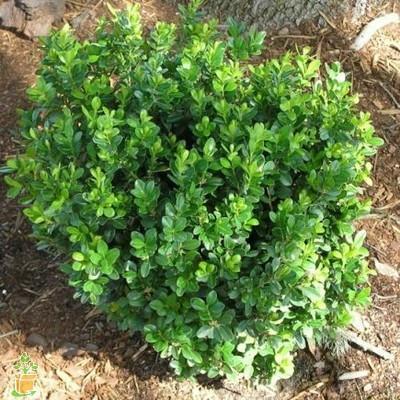 Baby Gem Boxwood for Sale