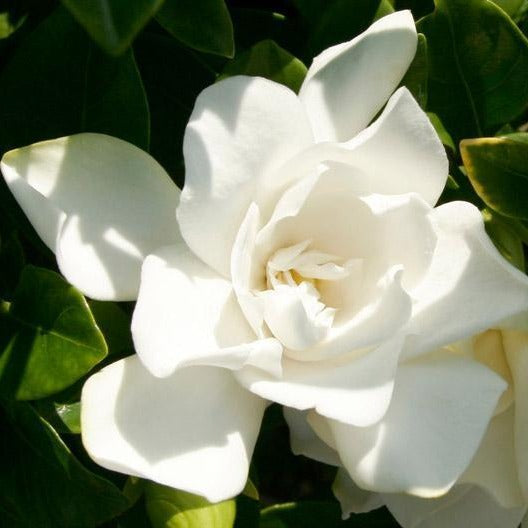 Jubilation Gardenia