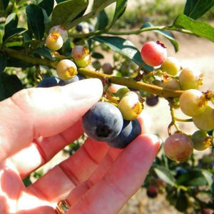 Tifblue Blueberry Bush