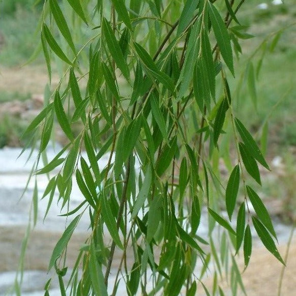 Weeping Willow Tree