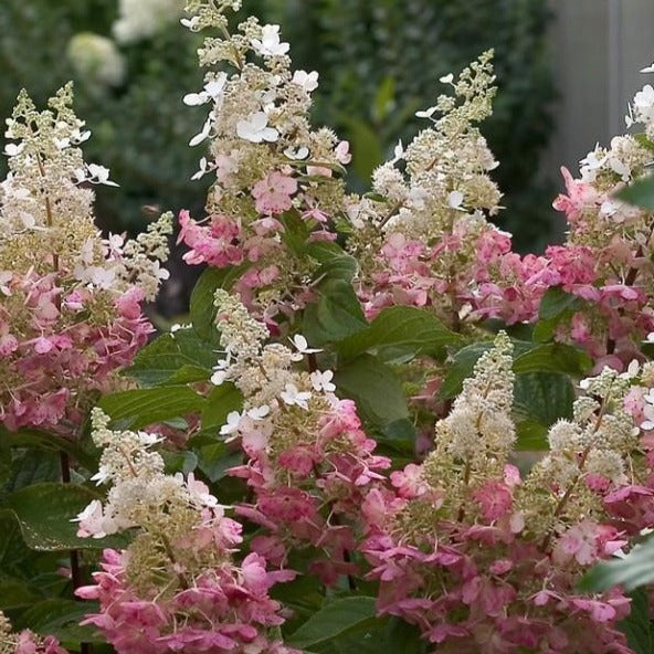 Pinky Winky Hydrangea 