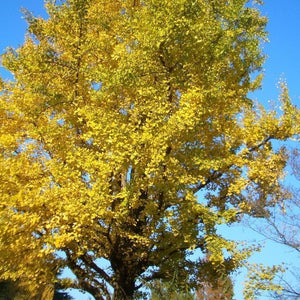 Ginkgo Tree