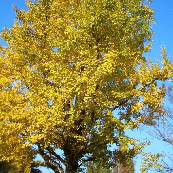 Ginkgo Tree