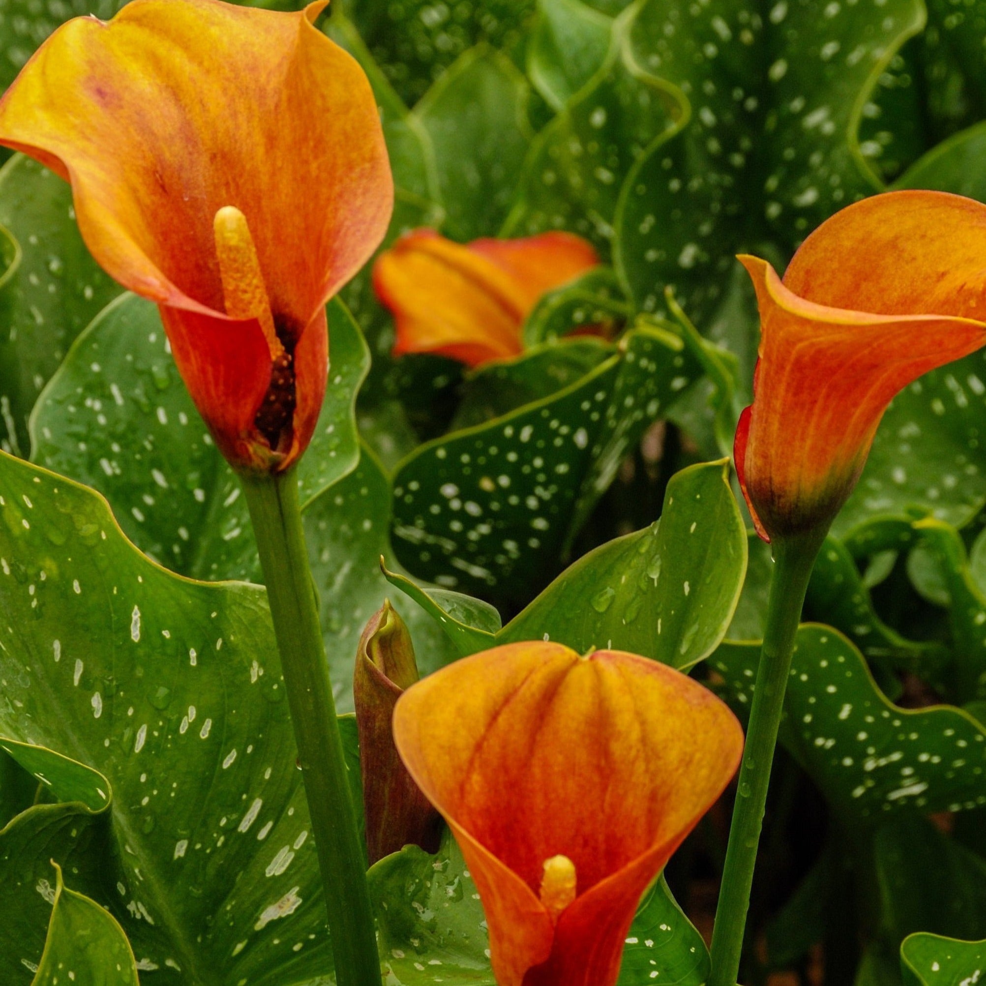 calla lily flower size Calla Lily | Amazing Colorful Lilies For Indoors Or Outdoors
