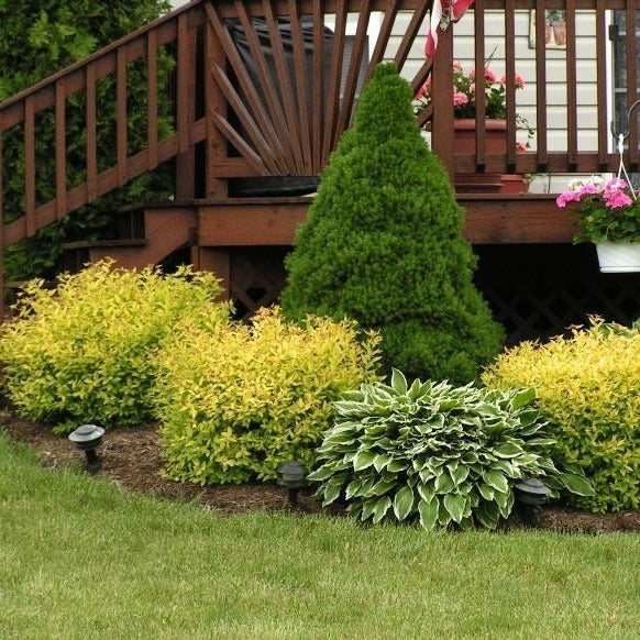 Image of Sedums and goldmound spirea