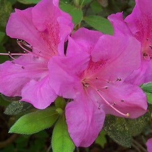 Autumn Amethyst™ Encore® Azalea