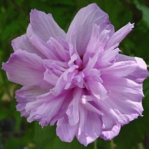 Double Purple Althea Hibiscus Tree