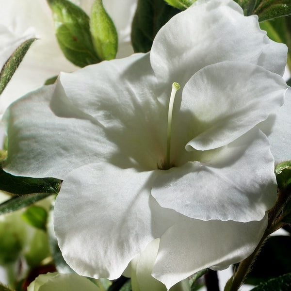 Autumn Moonlight Encore Azalea (photo by Encore® Azalea)