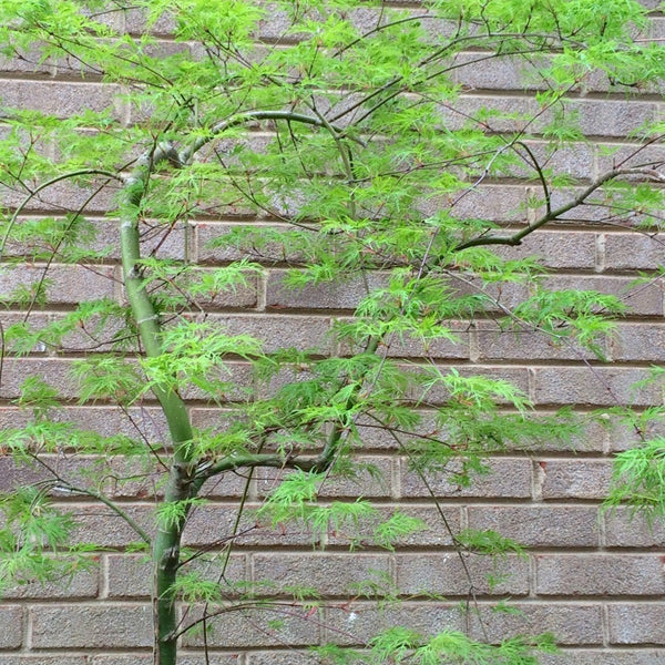Weeping Japanese Maple