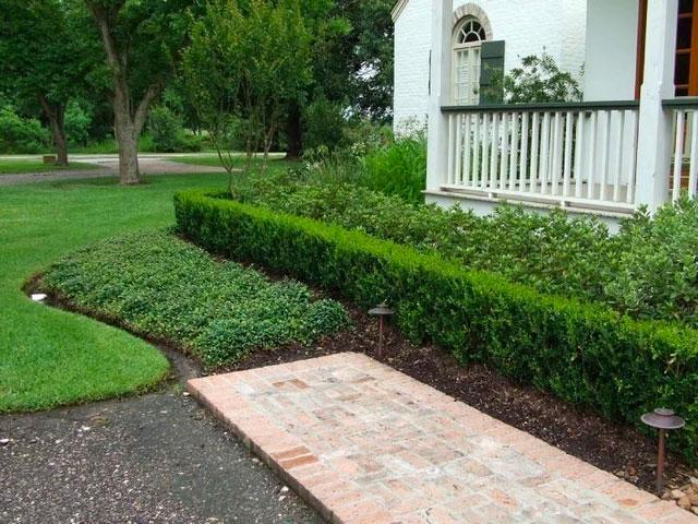 Image of Boxwood tree for front yard