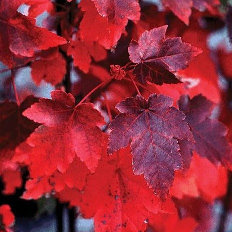 October Glory Maple