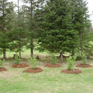 Climax Blueberry Bush