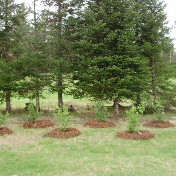 Climax Blueberry Bush