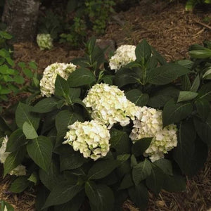 Blushing Bride Hydrangea