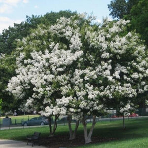 Natchez Crape Myrtle